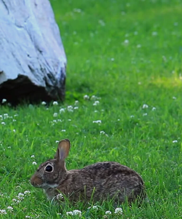 Rabbit's Nose video